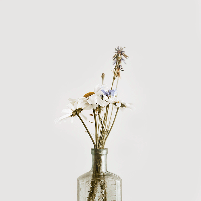 Tiges de fleurs le flow vegetal fleurs coupees